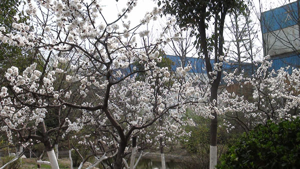 太極搪玻璃設(shè)備公司廠區(qū)的杏樹開滿了花